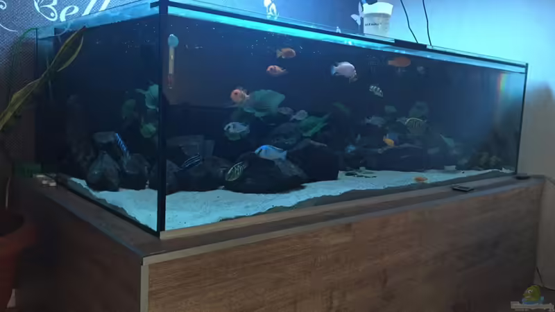 Aquarium Hauptansicht von Mein Malawi Aquarium Hauptansicht von Mein Malawi