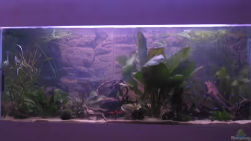 Aquarium Hauptansicht von Mein neues Becken Aquarium Hauptansicht von Mein neues Becken