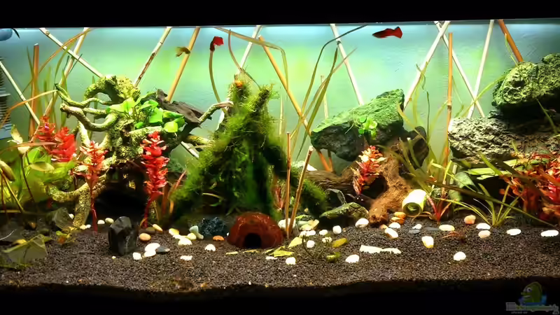 Aquarium Hauptansicht von Mein neues Becken Aquarium Hauptansicht von Mein neues Becken