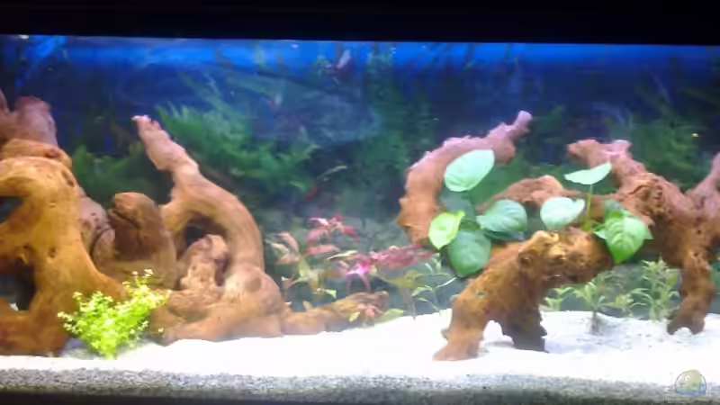 Aquarium Hauptansicht von Mein noch wachsendes Becken Aquarium Hauptansicht von Mein noch wachsendes Becken