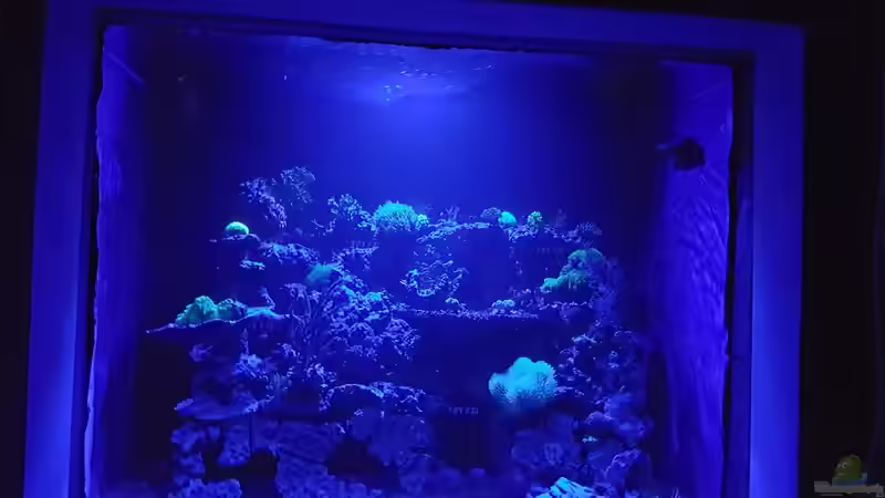 Aquarium Hauptansicht von Mein Reef Aquarium Hauptansicht von Mein Reef