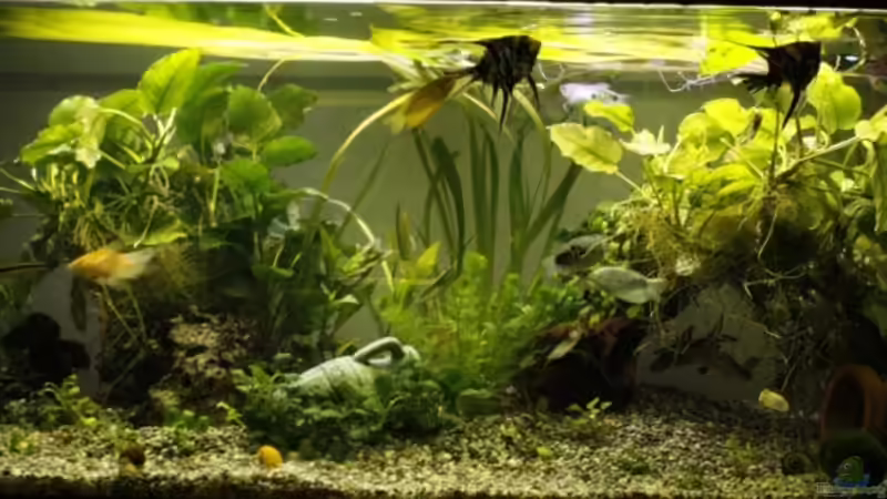 Aquarium Hauptansicht von Mein Schatz Aquarium Hauptansicht von Mein Schatz