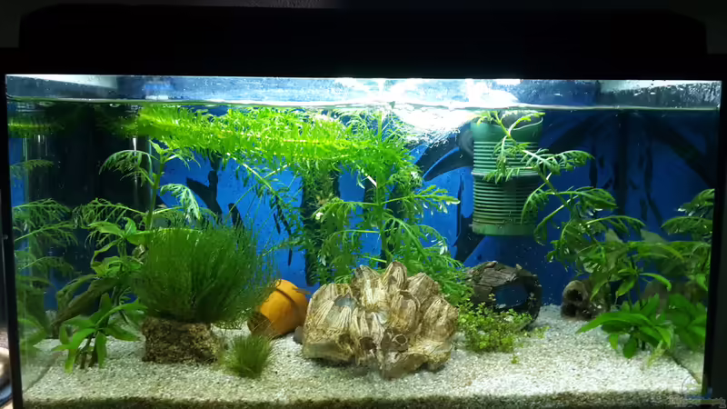 Aquarium Hauptansicht von Mein Startbecken (existiert nicht mehr) Aquarium Hauptansicht von Mein Startbecken (existiert nicht mehr)