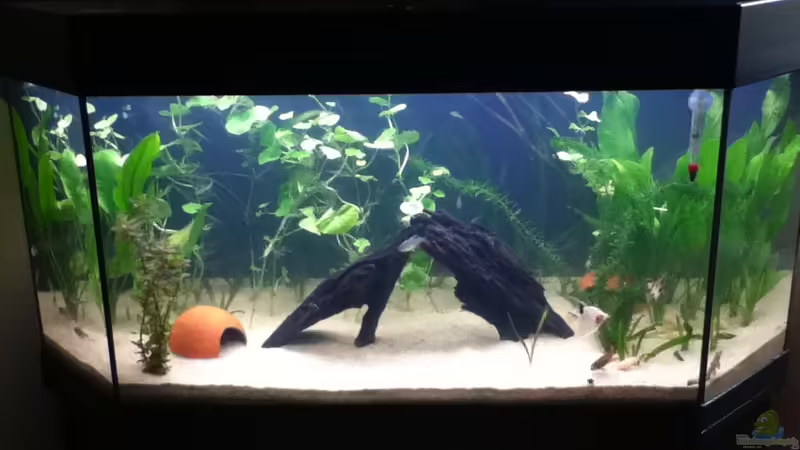 Aquarium Hauptansicht von Mein Südamerika Becken Aquarium Hauptansicht von Mein Südamerika Becken