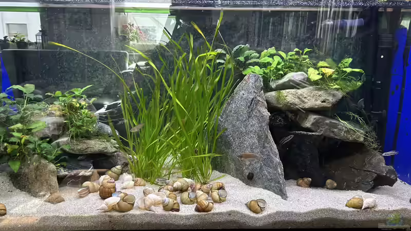 Aquarium Hauptansicht von Mein Tanganjikasee Aquarium Hauptansicht von Mein Tanganjikasee