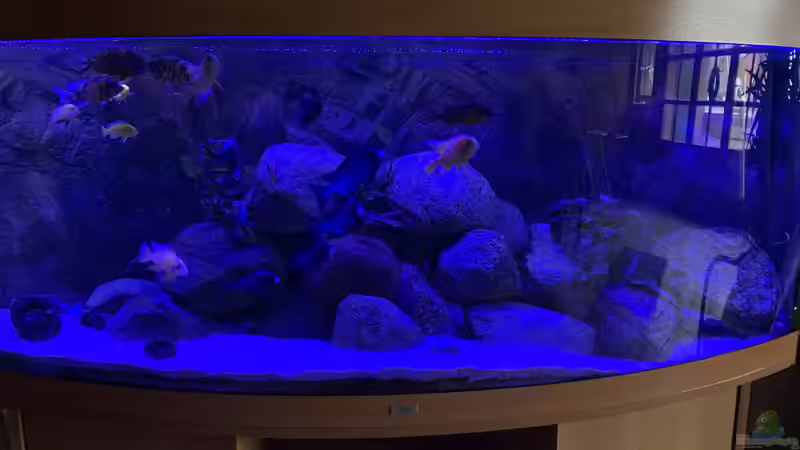 Aquarium Hauptansicht von Meine Malawi Ecke Aquarium Hauptansicht von Meine Malawi Ecke