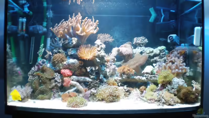 Aquarium Hauptansicht von meine neuste Sucht! Aquarium Hauptansicht von meine neuste Sucht!