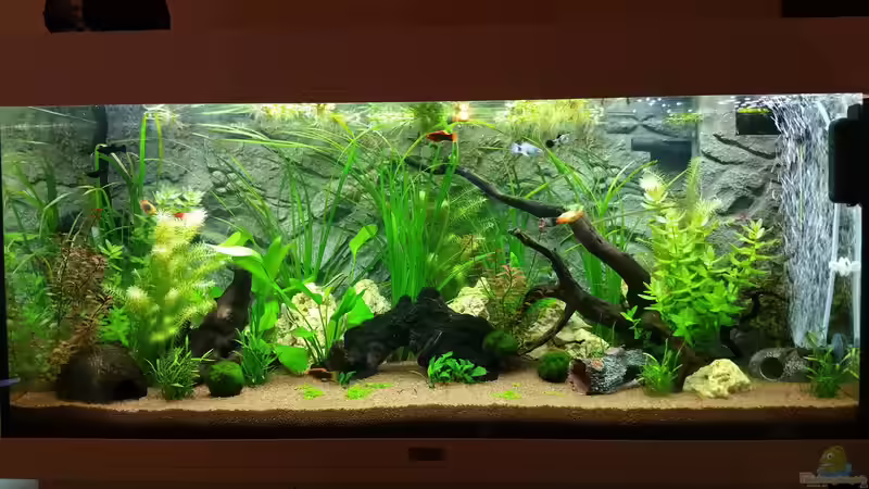 Aquarium Hauptansicht von Meine Oase Aquarium Hauptansicht von Meine Oase
