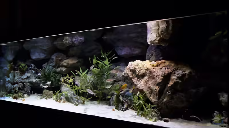 Aquarium Hauptansicht von meine Ruheoase ( nur noch als Beispiel ) Aquarium Hauptansicht von meine Ruheoase ( nur noch als Beispiel )