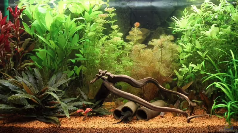 Aquarium Hauptansicht von Meine Unterwasserwelt Aquarium Hauptansicht von Meine Unterwasserwelt