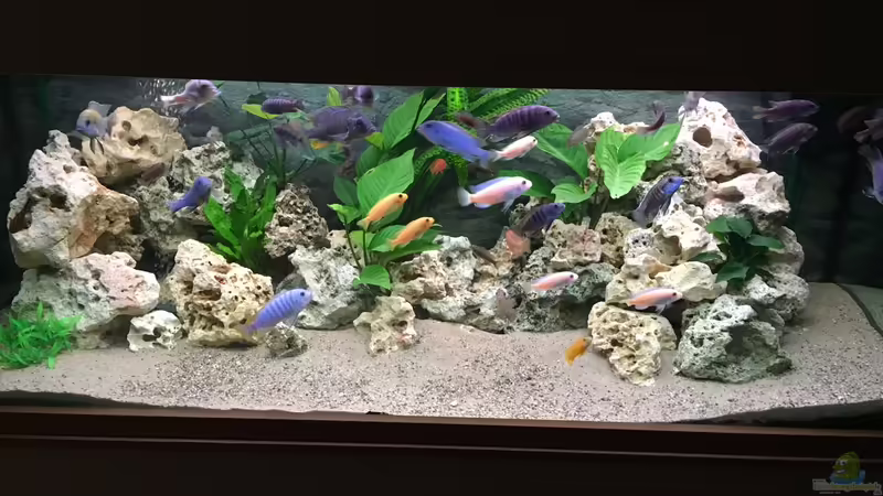 Aquarium Hauptansicht von Meins Aquarium Hauptansicht von Meins