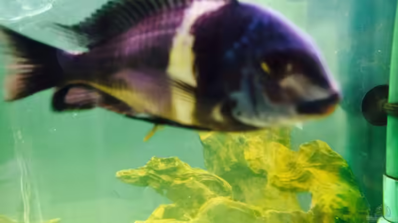 Aquarium Hauptansicht von Merlins Tanganjika Traum Aquarium Hauptansicht von Merlins Tanganjika Traum