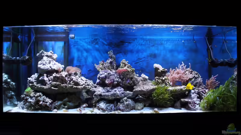 Aquarium Hauptansicht von Michas Great Reef Challenge Aquarium Hauptansicht von Michas Great Reef Challenge