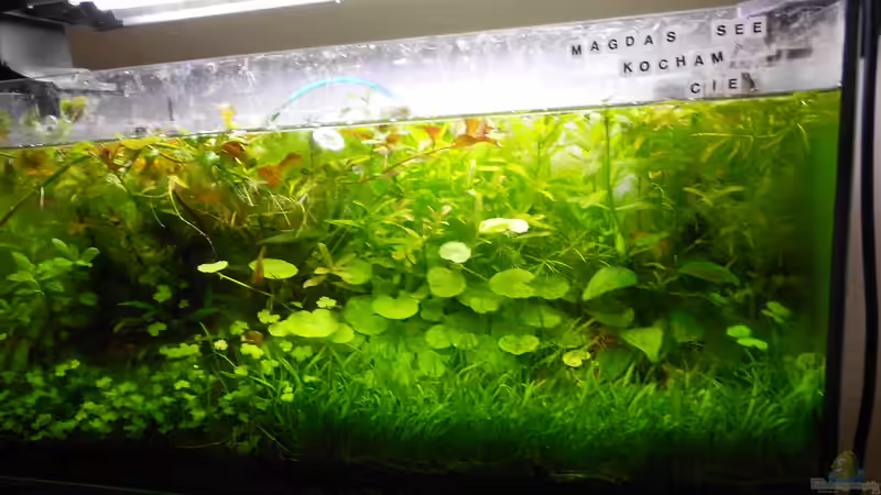 Aquarium Hauptansicht von Mikrokosmos 2.0 Aquarium Hauptansicht von Mikrokosmos 2.0