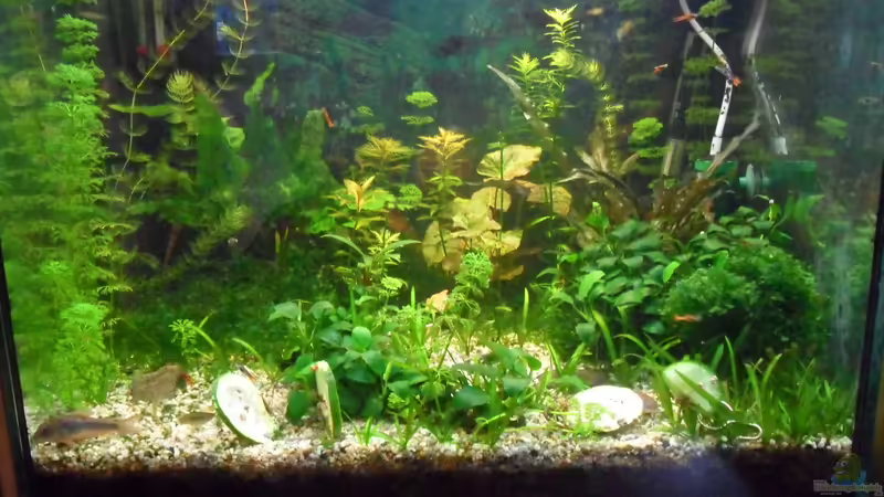 Aquarium Hauptansicht von mini becken Aquarium Hauptansicht von mini becken