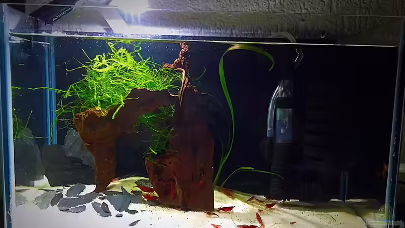 Aquarium Hauptansicht von Mini Paradies.... Aquarium Hauptansicht von Mini Paradies....