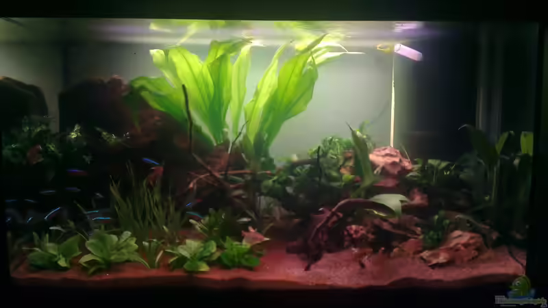 Aquarium Hauptansicht von Miniatur-Amazonien Aquarium Hauptansicht von Miniatur-Amazonien