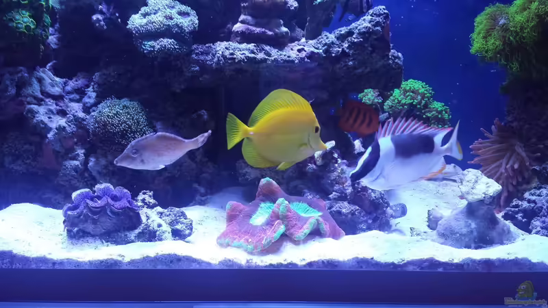 Aquarium Hauptansicht von minireef Aquarium Hauptansicht von minireef