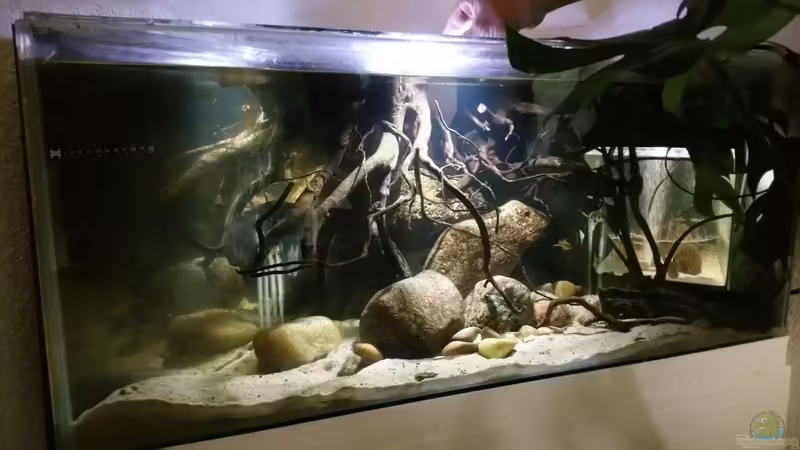 Aquarium Hauptansicht von Mittelamerika Ecke Aquarium Hauptansicht von Mittelamerika Ecke