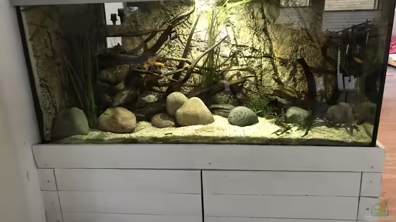 Aquarium Hauptansicht von Mittelamerika Aquarium Hauptansicht von Mittelamerika