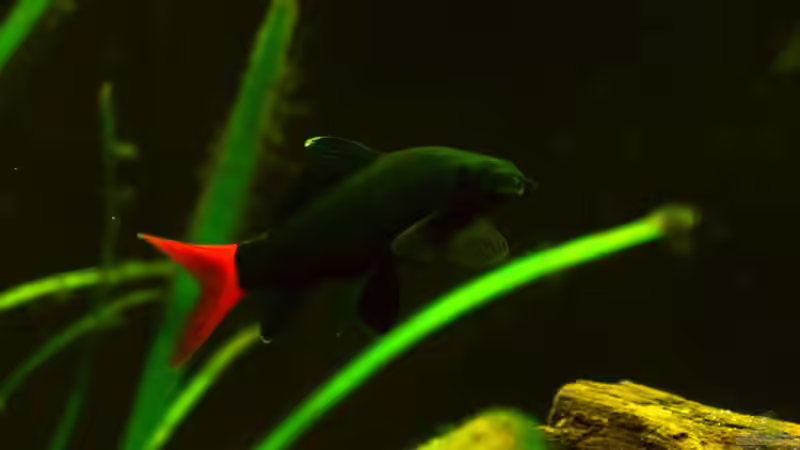 Aquarium Hauptansicht von Mittelamerikanische Buntbarsche Aquarium Hauptansicht von Mittelamerikanische Buntbarsche