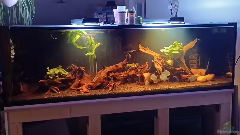 Aquarium Hauptansicht von Moorkienriff Aquarium Hauptansicht von Moorkienriff