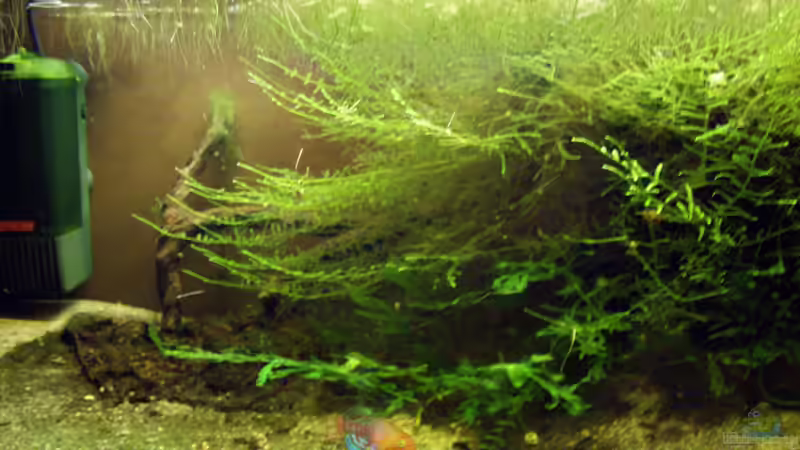 Aquarium Hauptansicht von MOSAMBIK - Weiher am Rio Pungue Aquarium Hauptansicht von MOSAMBIK - Weiher am Rio Pungue