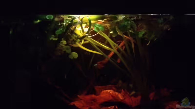 Aquarium Hauptansicht von Mr. Rabaut's Erben(existiert so nicht mehr) Aquarium Hauptansicht von Mr. Rabaut's Erben(existiert so nicht mehr)