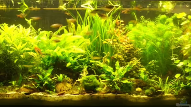 Aquarium Hauptansicht von MrAquas 240er Aquarium Hauptansicht von MrAquas 240er