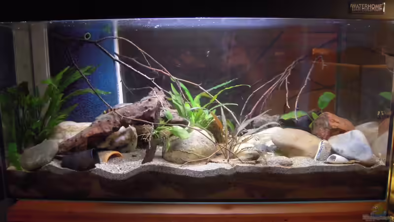 Aquarium Hauptansicht von My little Brachygobius doriae---AUFGELÖST Aquarium Hauptansicht von My little Brachygobius doriae---AUFGELÖST