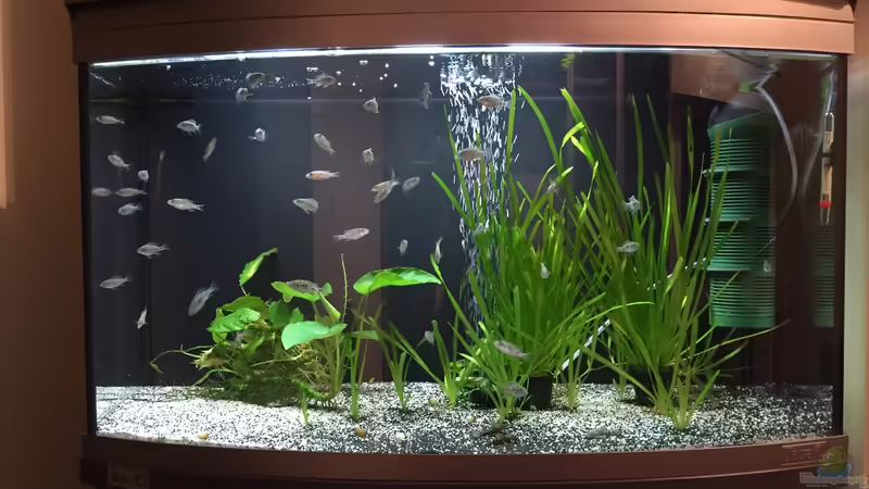 Aquarium Hauptansicht von My Malawi-Backup Aquarium Hauptansicht von My Malawi-Backup