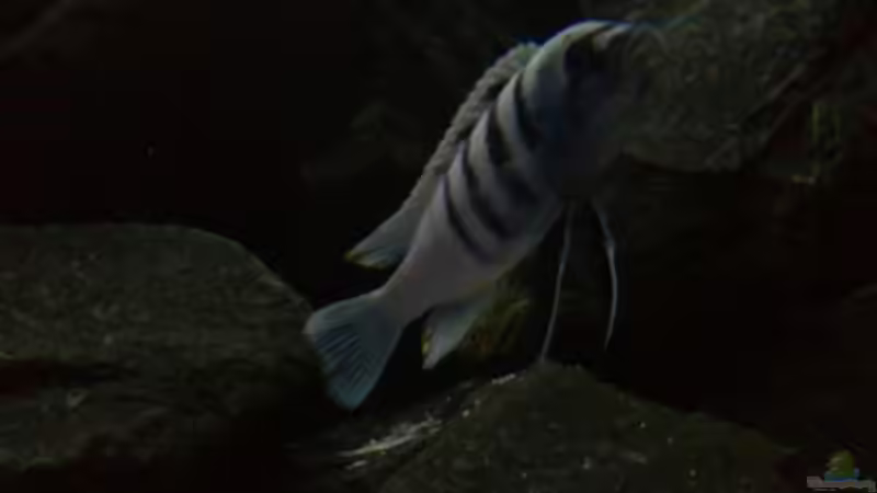 Aquarium Hauptansicht von My Version of Malawi Aquarium Hauptansicht von My Version of Malawi