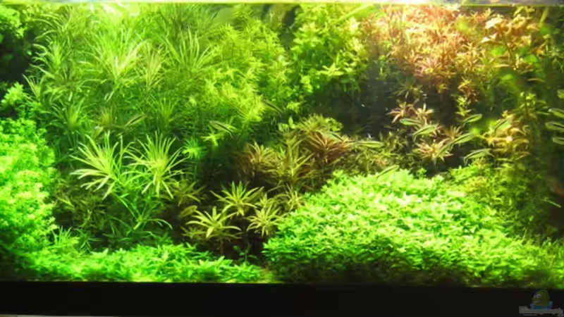 Aquarium Hauptansicht von mysteryland Aquarium Hauptansicht von mysteryland