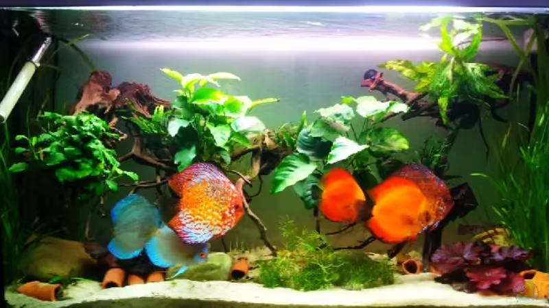 Aquarium Hauptansicht von Mystische Unterwasserwelten Aquarium Hauptansicht von Mystische Unterwasserwelten