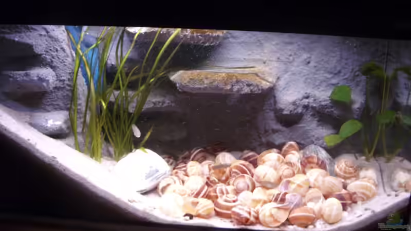 Aquarium Hauptansicht von N. multifasciatus Artbecken- Nur noch als Beispiel Aquarium Hauptansicht von N. multifasciatus Artbecken- Nur noch als Beispiel