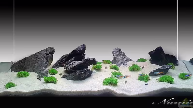 Aquarium Hauptansicht von Namia Aquarium Hauptansicht von Namia