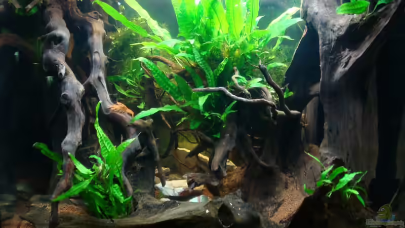 Aquarium Hauptansicht von Nannacara anomala Aquarium Hauptansicht von Nannacara anomala