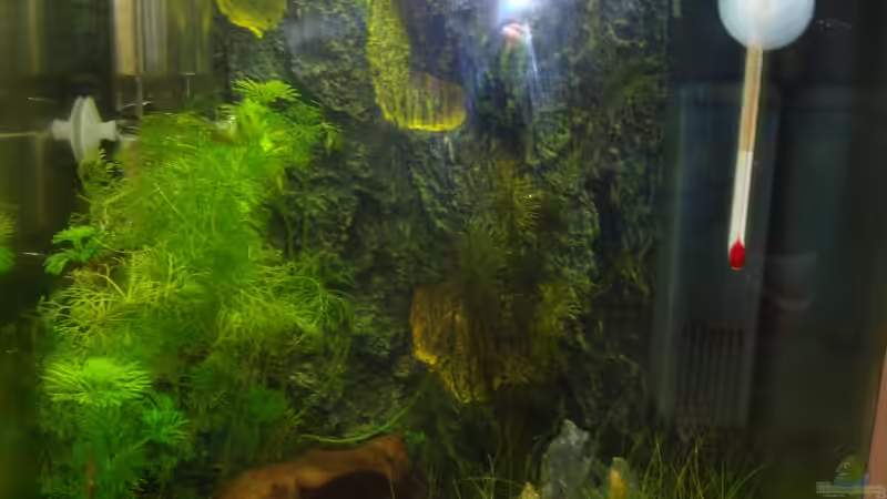 Aquarium Hauptansicht von Nano 1 Aquarium Hauptansicht von Nano 1