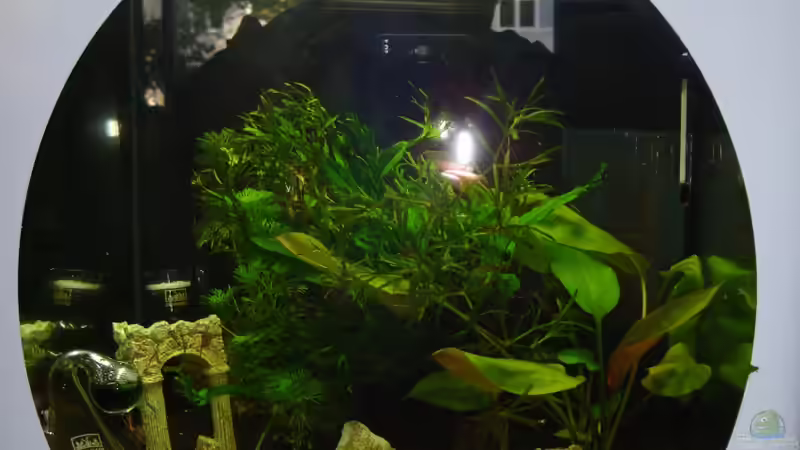 Aquarium Hauptansicht von Nano 2 Aquarium Hauptansicht von Nano 2