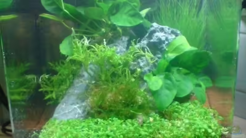 Aquarium Hauptansicht von Nano Cube Planted Aquarium Hauptansicht von Nano Cube Planted