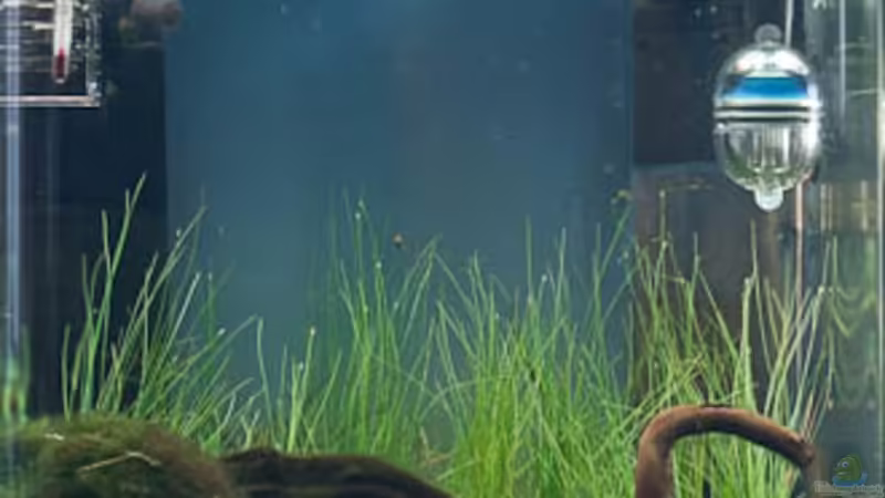 Aquarium Hauptansicht von Nano Cube Aquarium Hauptansicht von Nano Cube