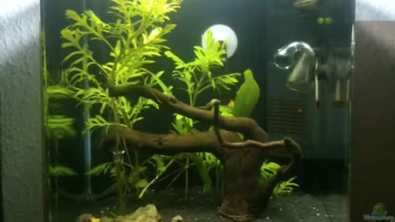 Aquarium Hauptansicht von Nano Cube Aquarium Hauptansicht von Nano Cube