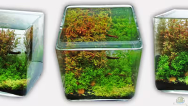 Aquarium Hauptansicht von Nano World Colour Aquarium Hauptansicht von Nano World Colour