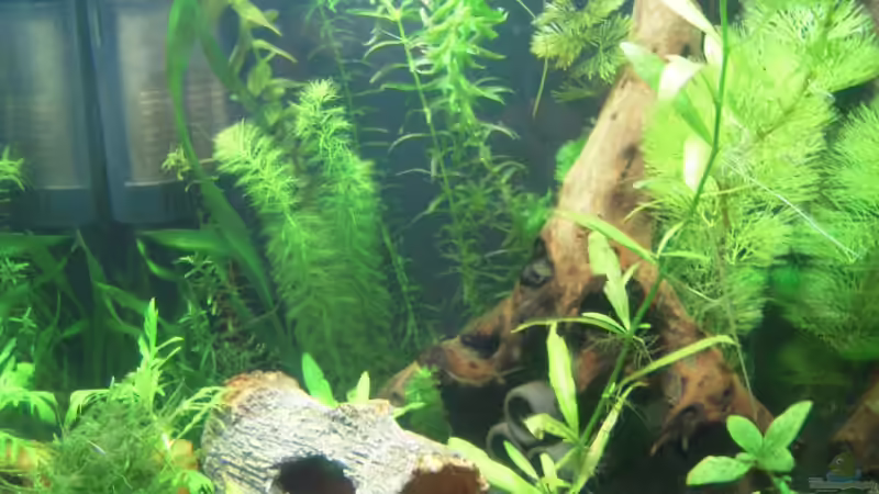 Aquarium Hauptansicht von Nanobecken Aquarium Hauptansicht von Nanobecken