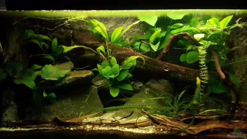 Aquarium Hauptansicht von Nanochromis transvestitus - Nur noch als Beispiel Aquarium Hauptansicht von Nanochromis transvestitus - Nur noch als Beispiel