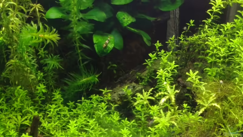 Aquarium Hauptansicht von Nanocube 30 Aquarium Hauptansicht von Nanocube 30