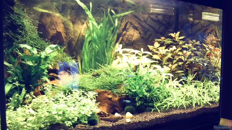 Aquarium Hauptansicht von Natur Aquarium Hauptansicht von Natur