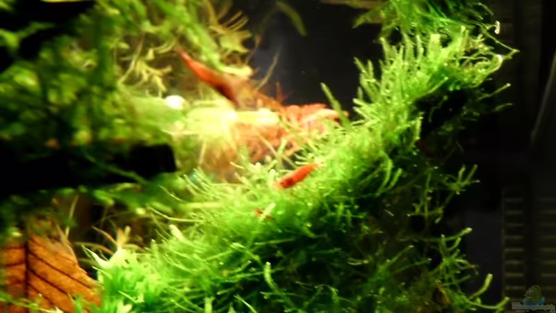 Aquarium Hauptansicht von Naturaquarium ( nur noch als Beispiel ) Aquarium Hauptansicht von Naturaquarium ( nur noch als Beispiel )