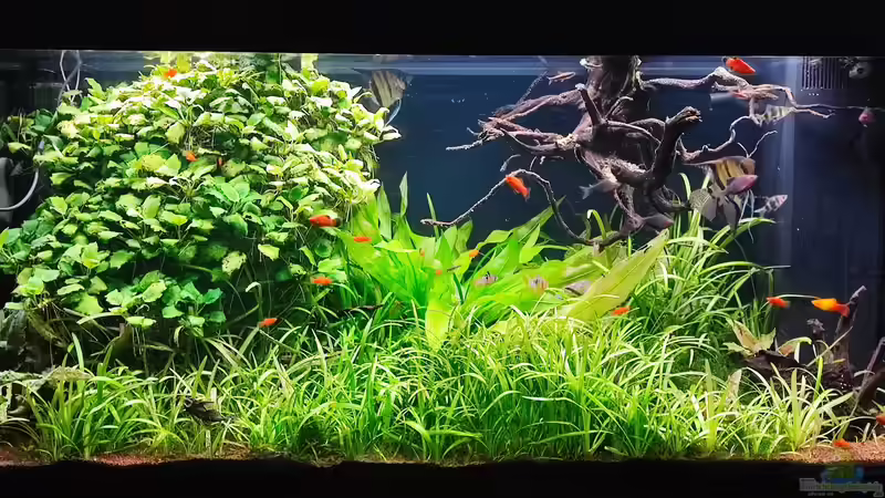 Aquarium Hauptansicht von Naturaquarium Südamerika ( nur noch Beispiel) Aquarium Hauptansicht von Naturaquarium Südamerika ( nur noch Beispiel)