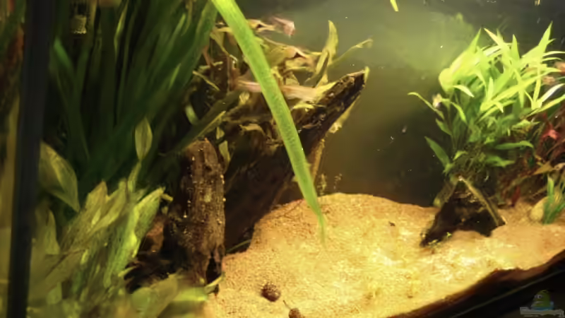 Aquarium Hauptansicht von Naturbecken Aquarium Hauptansicht von Naturbecken